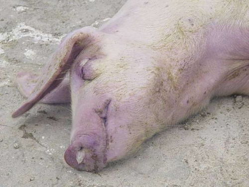 如何有效防控人畜共患猪旋毛虫病检疫要点？