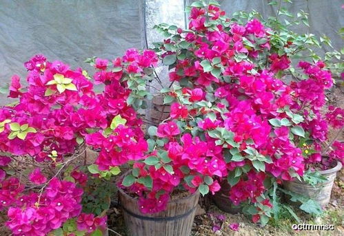 三角梅的花期之谜