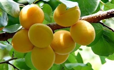 栽种方法要讲究， 浇水也要有技巧