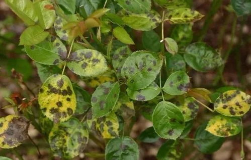 心叶藤养护入门：让藤蔓生机勃勃