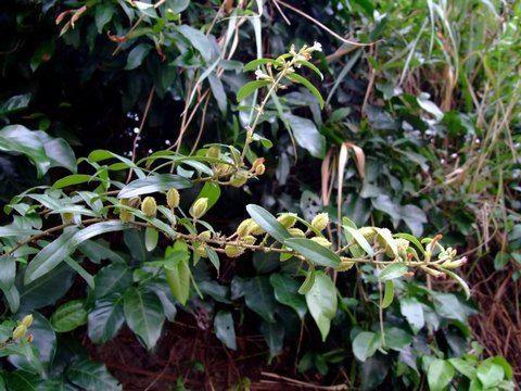 车前草的生长历程