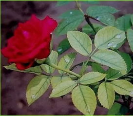 月季常见病害四：枯枝病