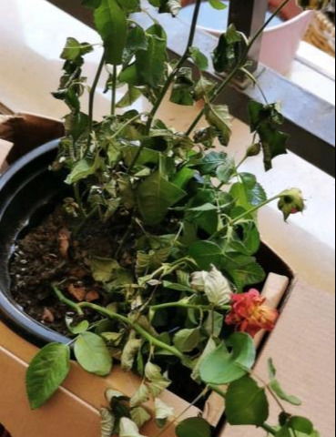 春天月季枝头的黑色小虫是什么？为何多雨的4月需加强预防月季黑斑病