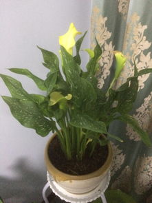 马蹄莲叶子发软下垂的原因分析