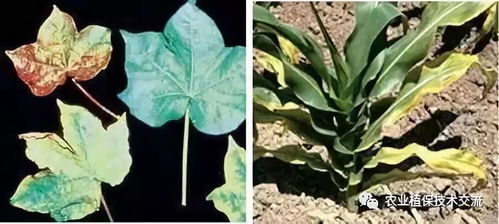 植物叶子腐烂了如何有效处理