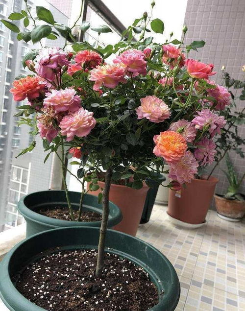 小盆还是大盆？月季花盆的大小选择