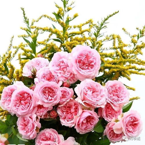 养了十年月季，我的偏爱清单