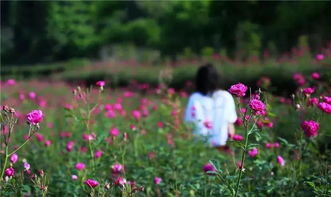 花期之谜，美丽不止一日