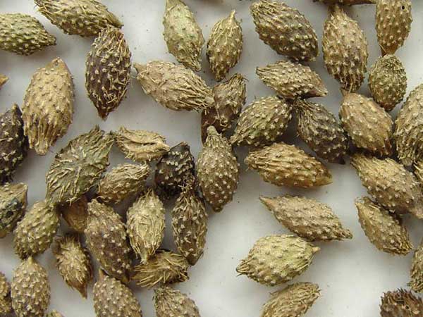 九月南方的苍耳种植：可行性与差异解析