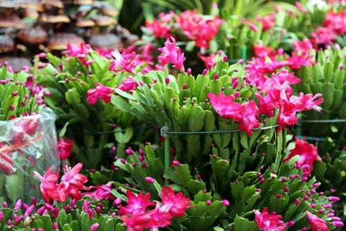 广东花卉市场选购指南