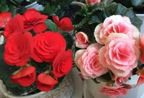 如何养护才嫩使其开梗大梗美的花朵