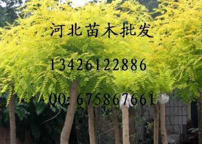 绿化苗木价格判定：多个因素综合考量