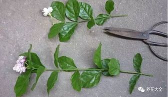 高锰酸钾消毒花卉？如何安全使用