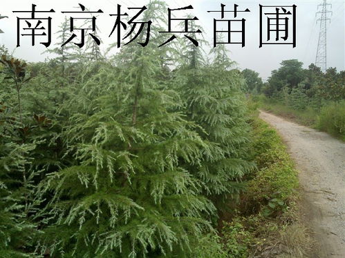 1. 红叶雪松，美得像童话里的树