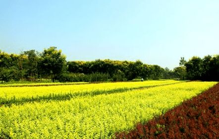 如何在苗圃中脱颖而出？我的种苗之路