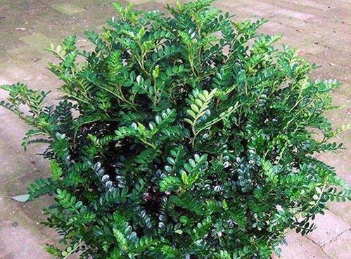 蕨类植物和玉簪：朝北阳台的绿意