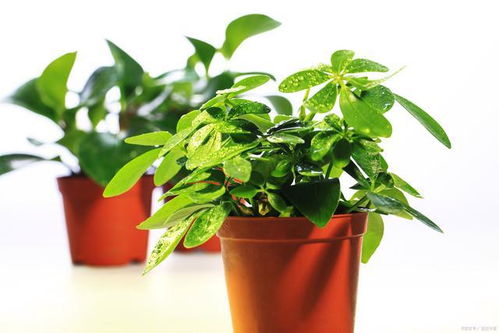 芥末植物高清图，这些绿色精灵你认识吗