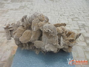 沙漠玫瑰，又称沙漠玫瑰石