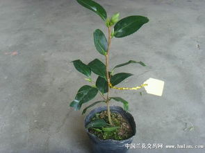 茶花花苞过多如何摘除？