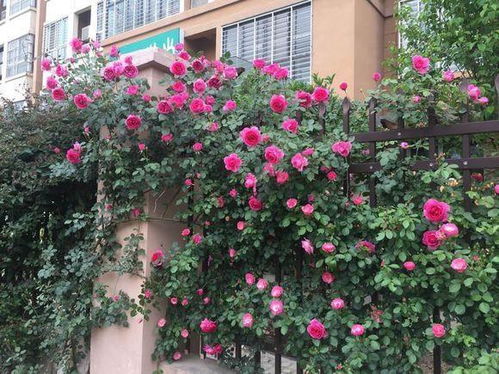 春天要防范病虫害