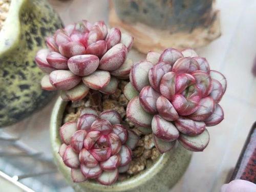 绿植迷作者:王小艺