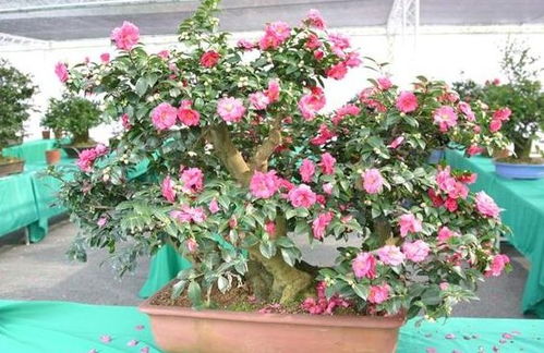 天堂鸟：色彩斑斓， 仿佛梦幻中的植物