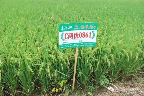 水田先撒丁草胺后可以直接耕地吗？