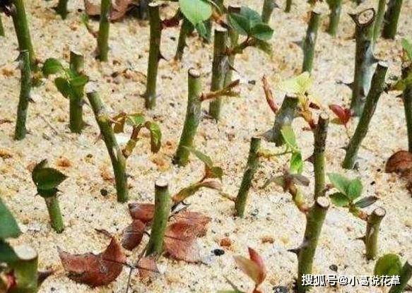 高大与矮小， 木本草本有高下