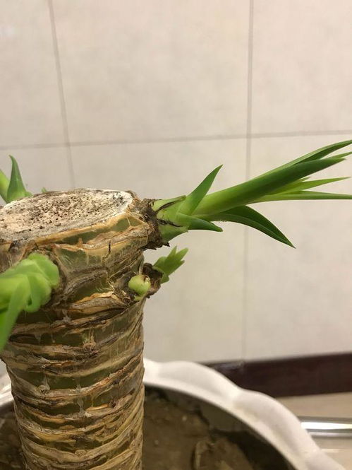 静夜砍头，如何快速生根