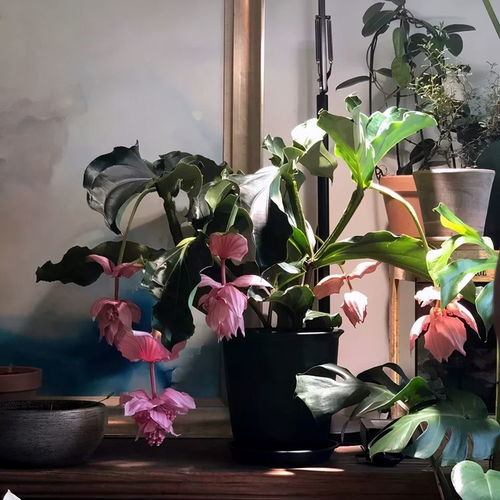 宝莲灯花养护秘诀，如何让花朵绽放光彩