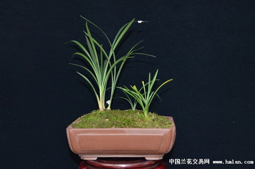 兰花与盆景花盆的完美邂逅