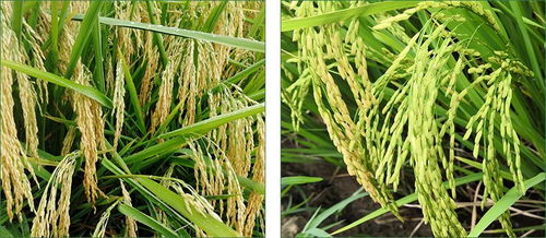 多种农药，哪种好？