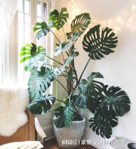 具象联想：银杏叶与折扇