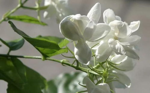 玉兰花，白与红的诗篇