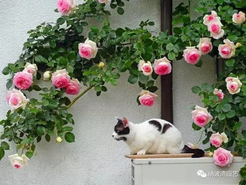 探寻庭院美景：花园藤本月季品种推荐大揭秘！