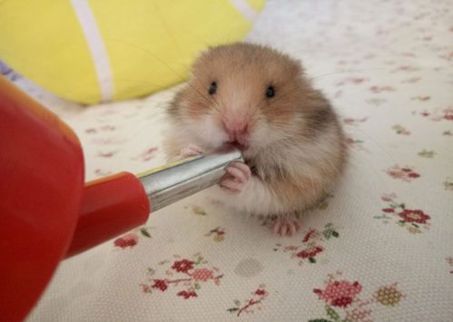 仓鼠遭遇杀虫剂，生死未卜？