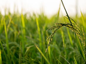 灵斯科：一种神奇的植物生长调节剂