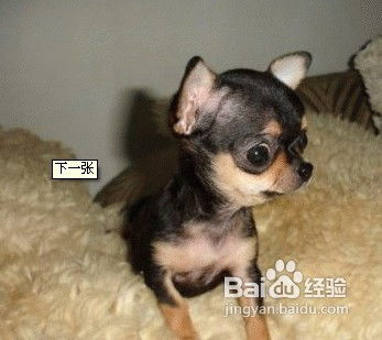 吉娃莲的功效：美丽与健康的守护者