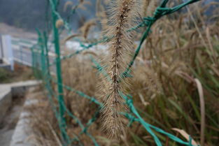 随风而去的梦想