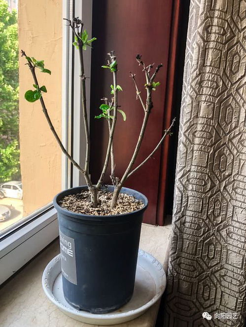 冬季修剪， 有讲究