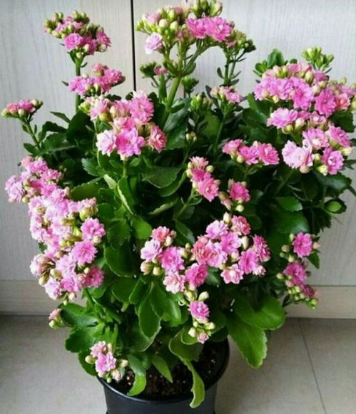 减少光照，促进分化