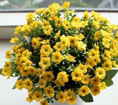 室内养茉莉香氛花？香水茉莉养护攻略！