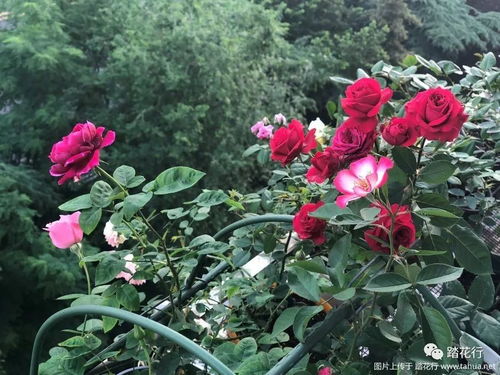 养花， 也是一种生活态度