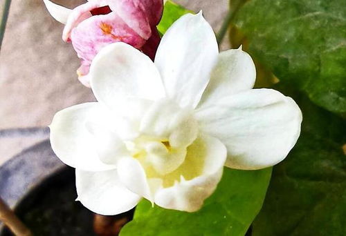 7. 茉莉花：夏季不可或缺的盆栽花卉