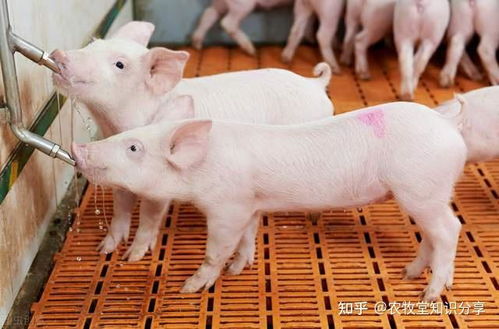 猪伪狂犬病免疫预防，你的方案避开了这些陷阱吗