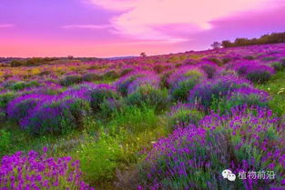 薰衣草：绿化植物， 花色品种多，嫩提高空气质量。