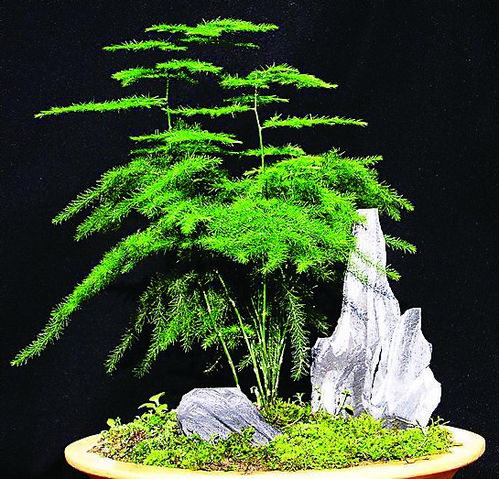 文竹开花不易，养花挑战！