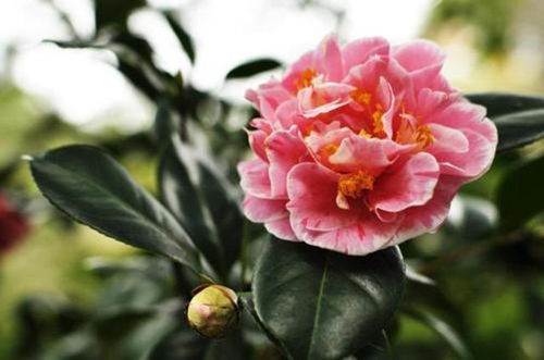 四季生存法则：北方的山茶花如何保命？