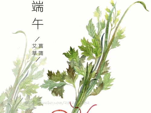 艾草，叶形似羽毛