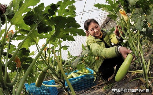 西葫芦种植高产，需掌握适宜土壤、充足水分、合理施肥和病虫害防治等关键技术